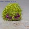 044 Franceville Insecte Chenille 17 15E5K3IMG_115681wtmk.jpg
