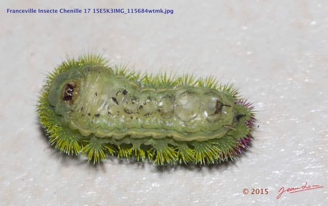 045 Franceville Insecte Chenille 17 15E5K3IMG_115684wtmk.jpg