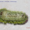 045 Franceville Insecte Chenille 17 15E5K3IMG_115684wtmk.jpg