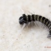 052 Insecta Lasiocampidae Chenille Franceville 16E5K3IMG_118511wtmk.jpg