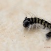 054 Insecta Lasiocampidae Chenille Franceville 16E5K3IMG_118526wtmk.jpg