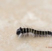 055 Insecta Lasiocampidae Chenille Franceville 16E5K3IMG_118529wtmk.jpg