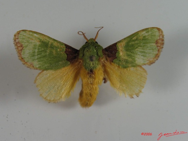 001 Heterocera (FD) Limacodidae IMG_2332WTMK.jpg
