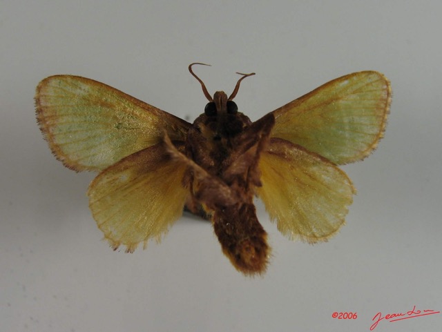 002 Heterocera (FV) Limacodidae IMG_2333WTMK.jpg