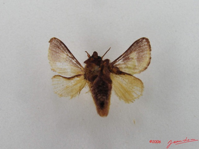 008 Heterocera (FV) Limacodidae m IMG_4564WTMK.jpg