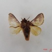 008 Heterocera (FV) Limacodidae m IMG_4564WTMK.jpg