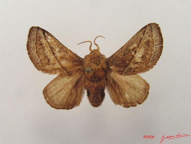 009 Heterocera (FD) Limacodidae IMG_4968WTMK.jpg