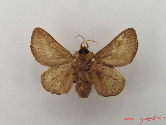 010 Heterocera (FV) Limacodidae IMG_4969WTMK.jpg