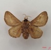 010 Heterocera (FV) Limacodidae IMG_4969WTMK.jpg