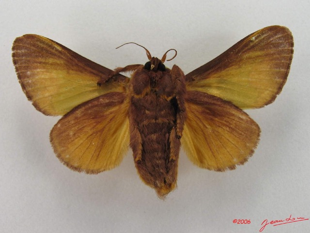 012 Heterocera (FV) Limacodidae IMG_4663WTMK.jpg