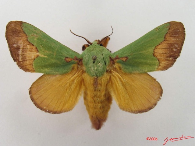 013 Heterocera (FD) Limacodidae IMG_4917WTMK.jpg
