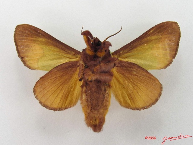014 Heterocera (FV) Limacodidae IMG_4918WTMK.jpg