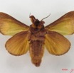 014 Heterocera (FV) Limacodidae IMG_4918WTMK.jpg