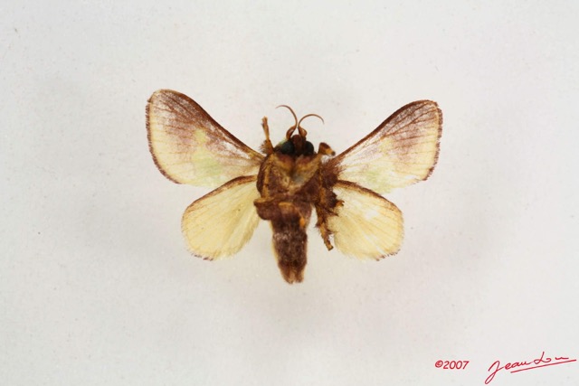 016 Heterocera (FV) Limacodidae IMG_4189WTMK.jpg