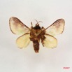 016 Heterocera (FV) Limacodidae IMG_4189WTMK.jpg
