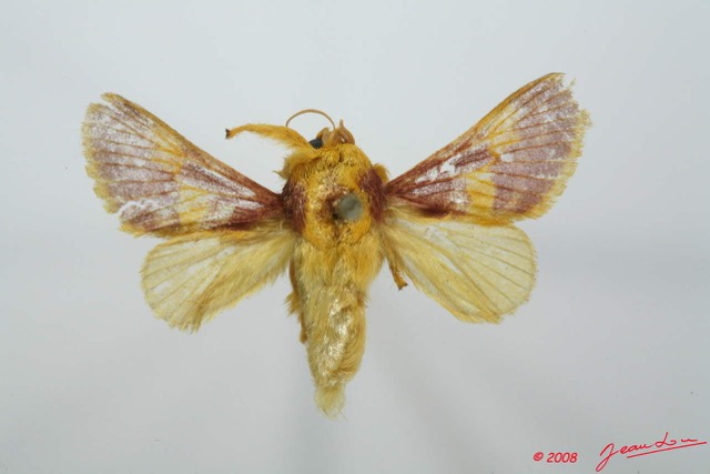 031 Heterocera (FD) Limacodidae 8EIMG_15721WTMK.jpg
