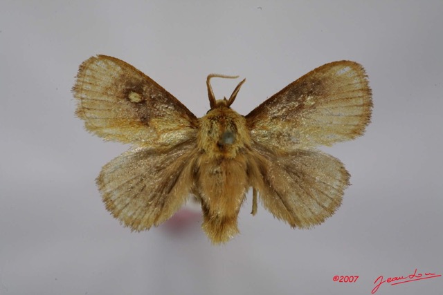 037 Heterocera (FD) Limacodidae m 7IMG_7257WTMK.jpg