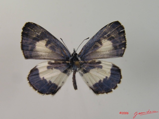 001 Lepidoptera (FD) Lycaenidae Azanus isis m IMG_2073WTMK.JPG