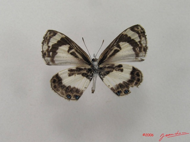010 Lepidoptera 26 (FV) Lycaenidae Azanus isis IMG_4503WTMK.JPG