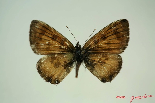 019 Lepidoptera (FD) Lycaenidae Uranothauma falkensteini m IMG_3301WTMK.JPG