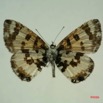 020 Lepidoptera (FV) Lycaenidae Uranothauma falkensteini m IMG_3302WTMK.JPG