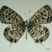 028 Lepidoptera (FV) Lycaenidae Leptotes pirithous m IMG_3314WTMK.JPG