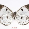 062 Lepidoptera 139c (FV) Lycaenidae Lipteninae Tetrarhanis sp 18E5K3IMG_180211126258_DxOawtmk.jpg