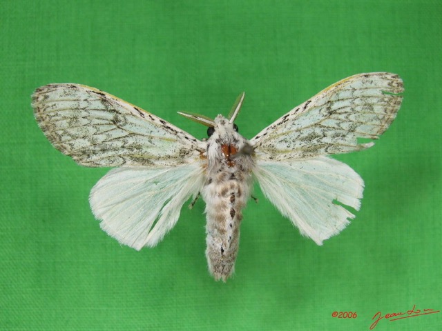 001 Heterocera (FD) Lymantriidae IMG_2997WTMK.jpg