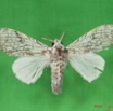 001 Heterocera (FD) Lymantriidae IMG_2997WTMK.jpg