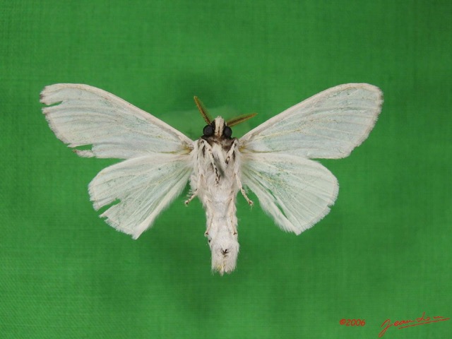 002 Heterocera (FD) Lymantriidae IMG_2998WTMK.jpg