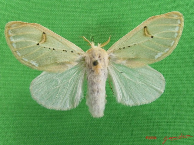 003 Heterocera (FD) Lymantriidae Naroma sp f IMG_4321WTMK.jpg