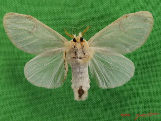 004 Heterocera (FV) Lymantriidae Naroma sp f IMG_4322WTMK.jpg