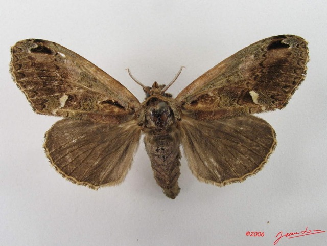 005 Heterocera (FD) Lymantriidae f IMG_4606WTMK.jpg