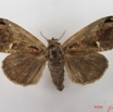 005 Heterocera (FD) Lymantriidae f IMG_4606WTMK.jpg