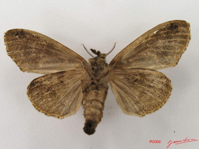 006 Heterocera (FV) Lymantriidae f IMG_4609WTMK.jpg