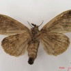 006 Heterocera (FV) Lymantriidae f IMG_4609WTMK.jpg
