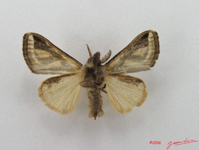 008 Heterocera (FV) Lymantriidae Neomardara africana m IMG_4689WTMK.jpg