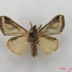 008 Heterocera (FV) Lymantriidae Neomardara africana m IMG_4689WTMK.jpg