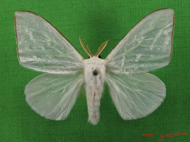 009 Heterocera (FD) Lymantriidae m IMG_4760WTMK.jpg
