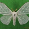 009 Heterocera (FD) Lymantriidae m IMG_4760WTMK.jpg