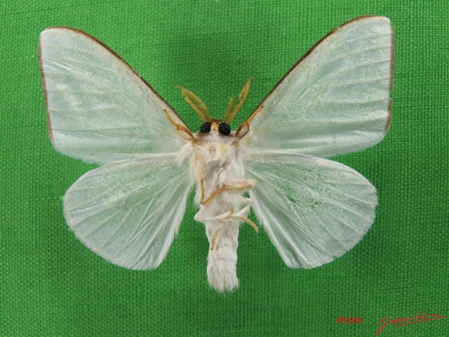 010 Heterocera (FV) Lymantriidae m IMG_4761WTMK.jpg