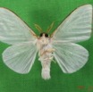 010 Heterocera (FV) Lymantriidae m IMG_4761WTMK.jpg