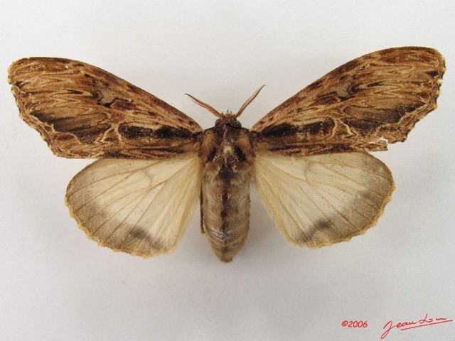 011 Heterocera (FD) Lymantriidae f IMG_4770WTMK.jpg