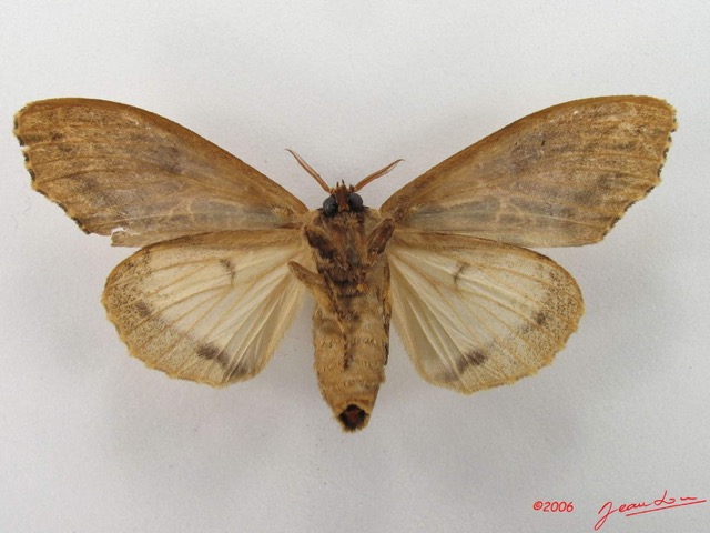 012 Heterocera (FV) Lymantriidae f IMG_4771WTMK.jpg