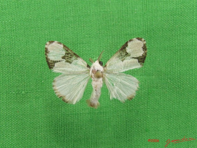 013 Heterocera (FD) Lymantriidae m IMG_4809WTMK.jpg