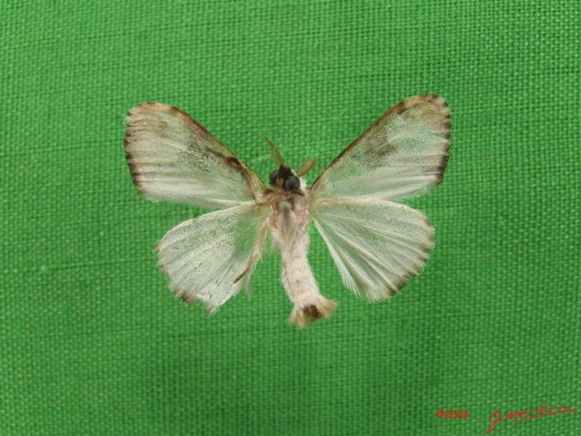 014 Heterocera (FV) Lymantriidae m IMG_4811WTMK.jpg