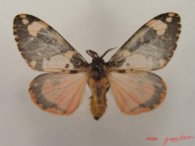 015 Heterocera (FD) Lymantriidae IMG_4834WTMK.jpg