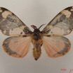 015 Heterocera (FD) Lymantriidae IMG_4834WTMK.jpg