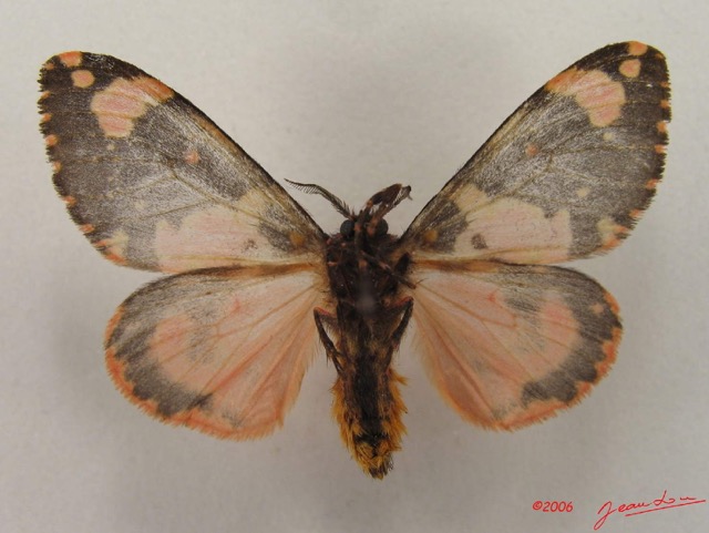 016 Heterocera (FV) Lymantriidae IMG_4835WTMK.jpg