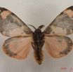 016 Heterocera (FV) Lymantriidae IMG_4835WTMK.jpg